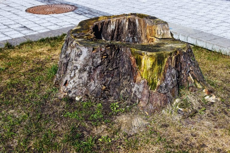 A tree stump stands in a grassy area near a sidewalk