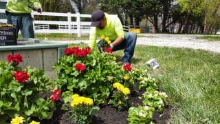 Worker plants annual flowers with vibrant colors, signaling care for the commercial landscape.