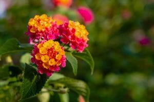 Maryland Annual Lantana flower
