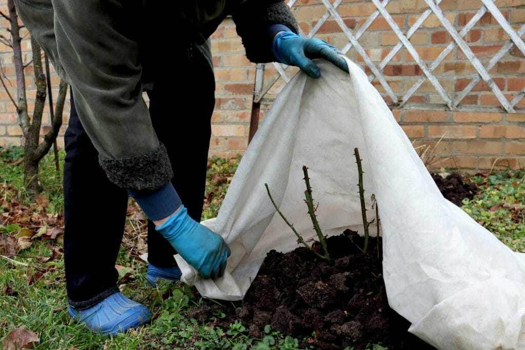 A gloved gardener is covering a rose bush with a white tarp