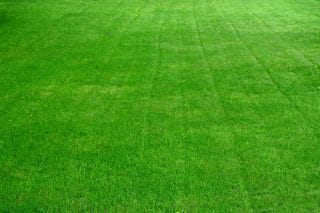 A lush green lawn fills the frame