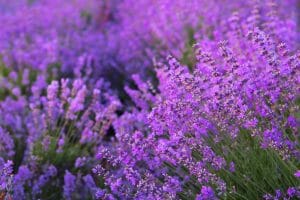 Lavander