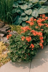 A lush garden bed is featured
