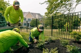 Three OakLawn Landscaping employees plant shrubs in black mulch.