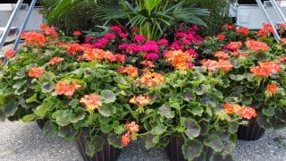 Beautiful bright floral arrangement for corporate landscapes.