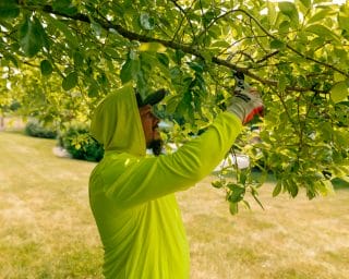 An Oak Lawn Landscaping employee prunes a tree, ensuring thorough health assessments.