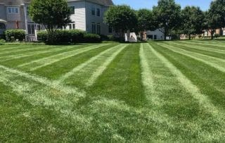 Lawn with grass cut in parallel lines.