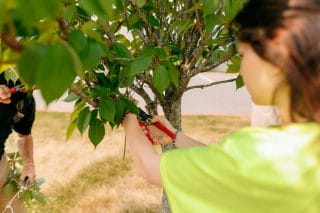 A young woman prunes a tree in a yard.