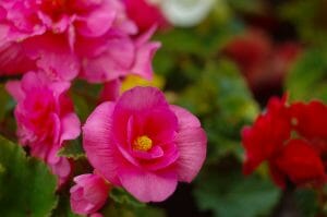 Annual Wax Begonia Flower