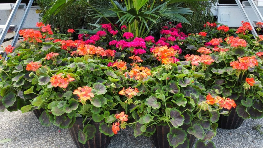 potted flowers of orange and pink hues, demonstrating the beauty of softscape design