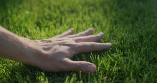 a hand in grass