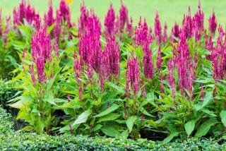 A vibrant patch of Celosia flowers is displayed