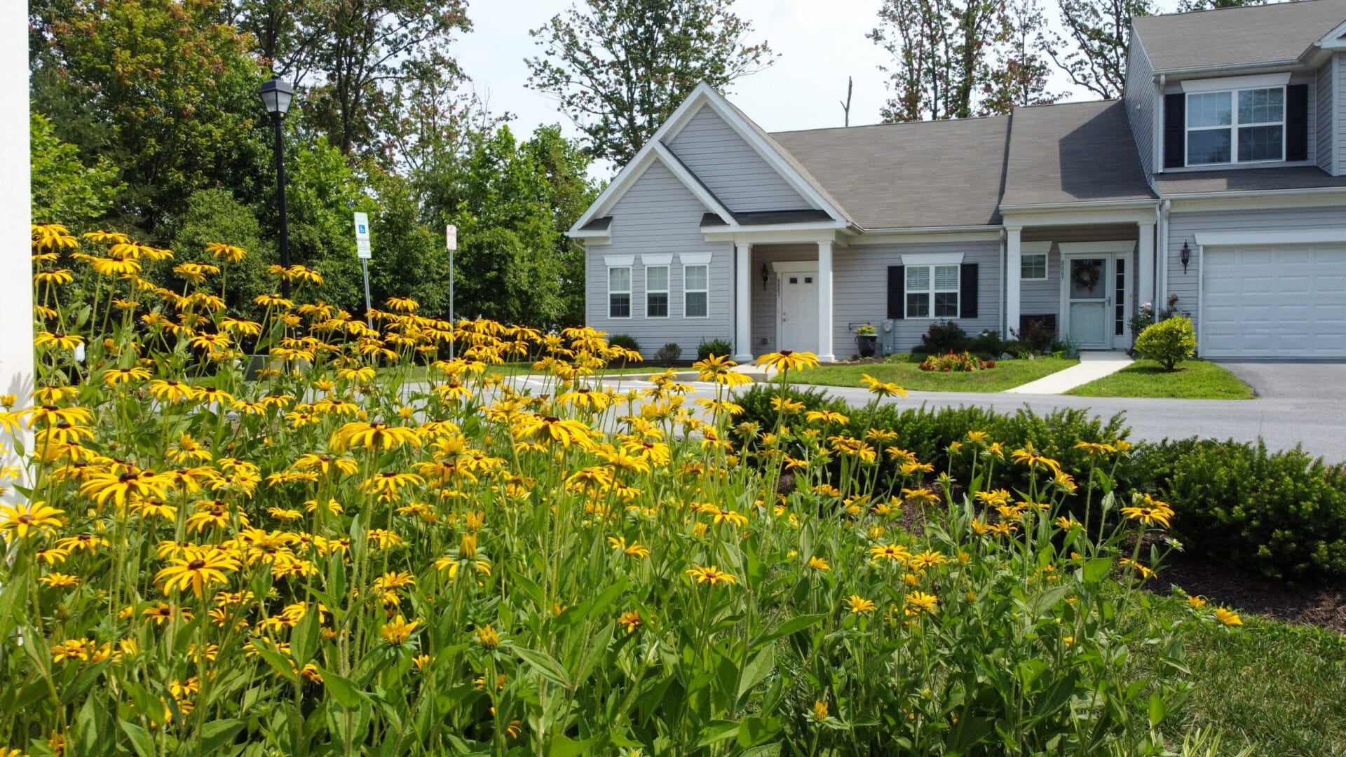 native black eyed susan wildflowers