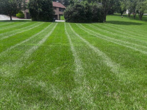 ground view of large lawn that has just been cut