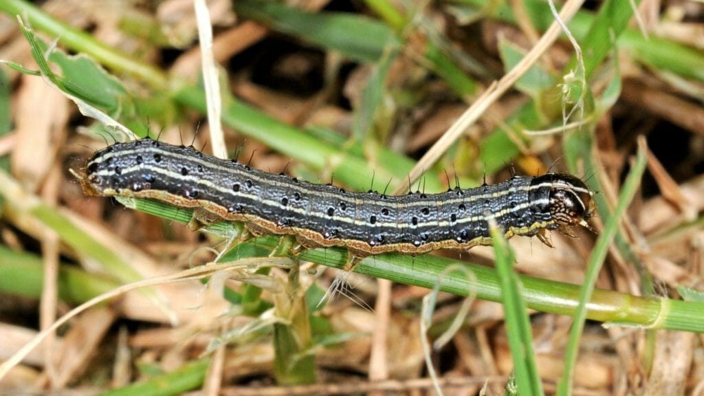 Picture of an Armyworm