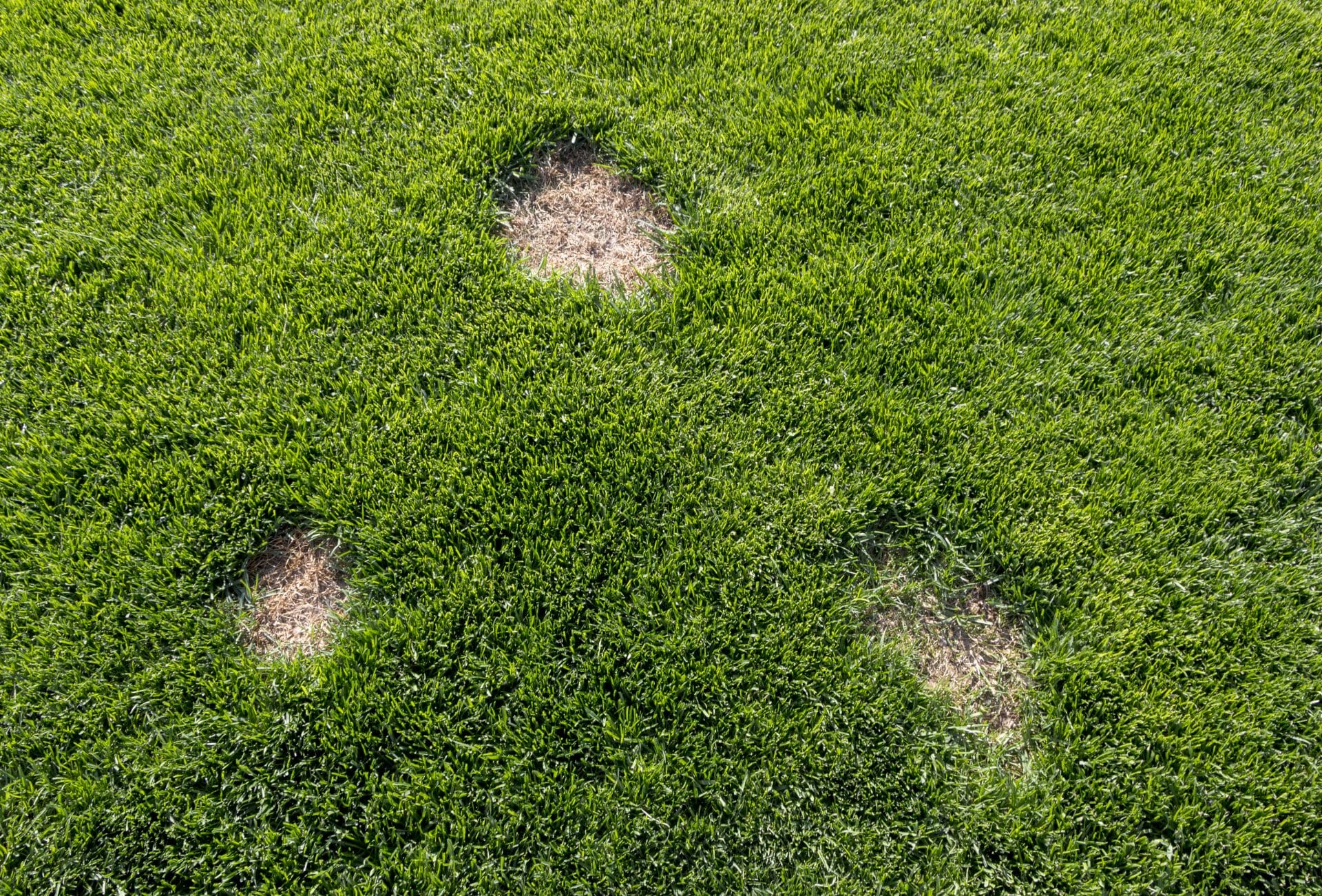 common lawn disease, dead spots