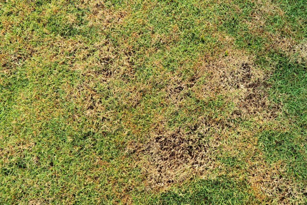 lawn disease picture