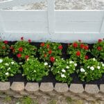 Flower bed and fresh mulch at Preakness Stakes