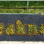 Preakness written in flowers along track at Preakness Stakes