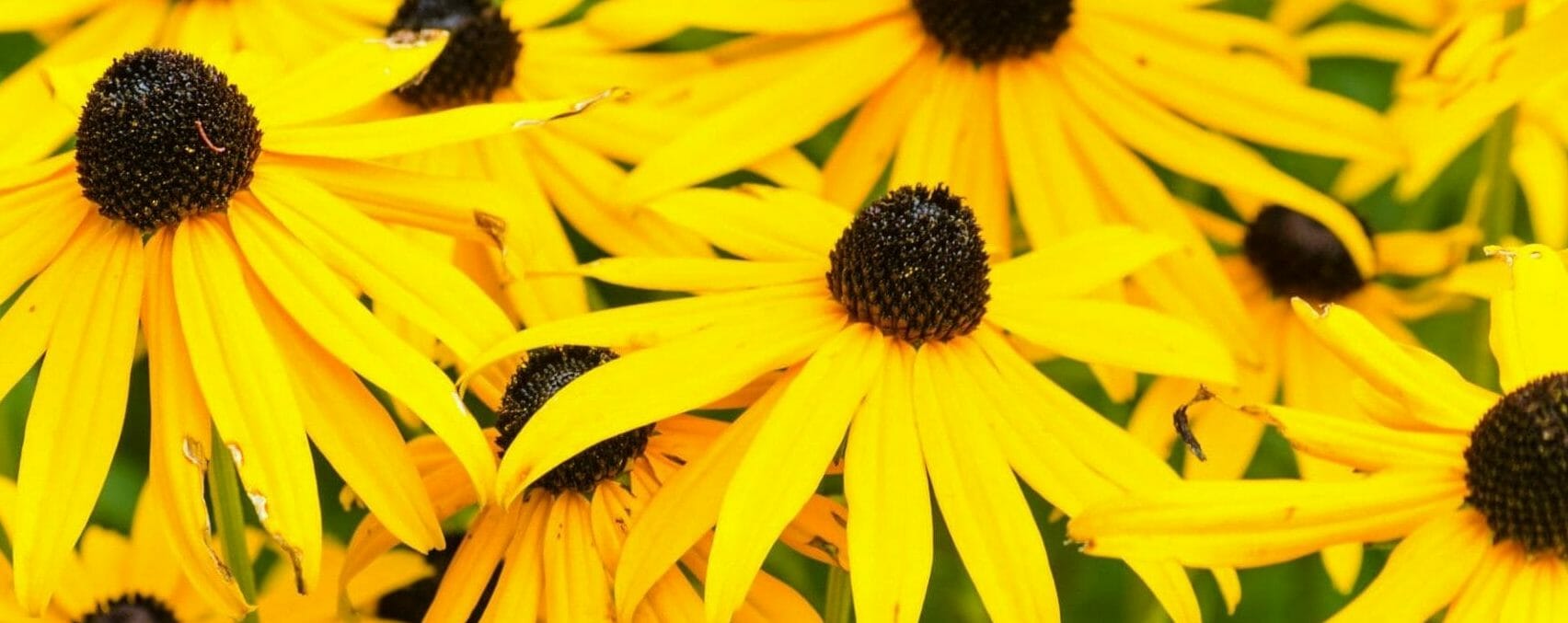 Native Flower Black-Eyed Susan 