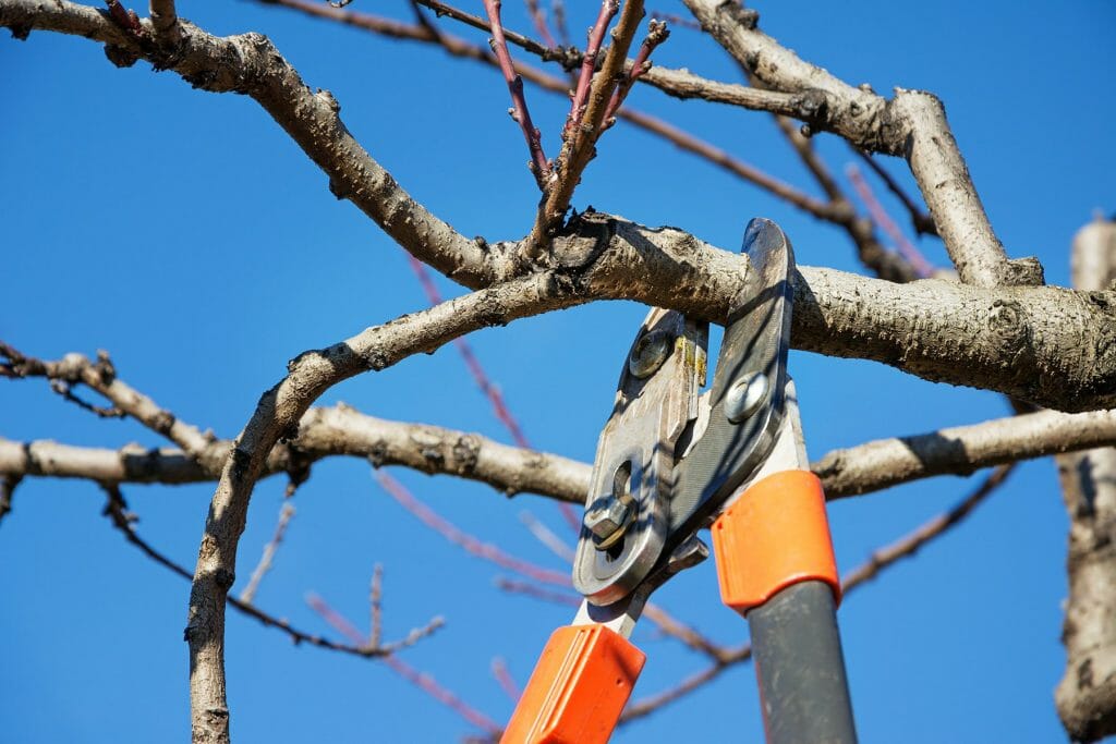 Tree Trimming in Winter: Wait for Spring or Fall?