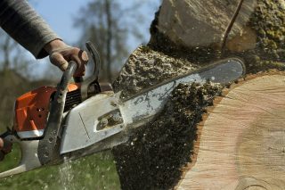 When to Call a Professional Arborist: Your Tree Care Guide